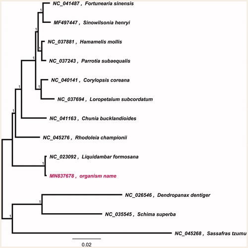 Figure 1. Maximum-likelihood phylogenetic tree for S. cathayensis H.T.Chang ‘T5’ based on 10 whole chloroplast genomes from 10 Hamamelidaceae plants. Dendropanax dentiger, Schima sumerba and Sassafras tzumu were used as outgroup and the support values are shown at the branches.