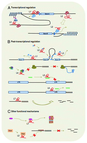 Figure 2. Functional mechanisms of lncRNAs. LncRNA is represented by a letter “L” and a number appended. (A) Transcriptional regulation: We listed examples of cis-lncRNA (L1 and L3) and trans-lncRNA (L2). L1 is transcribed from the promoter region of gene A and its binding to promoter of gene A blocks the binding of transcription factors, thus affecting transcription initiation of gene A. L3 functions to modify chromatin protein in its vicinity through recruiting the complex of PRC2. L2 influences transcription of gene B from a distant region through interaction with transcription factor or RNA polymerase. Therefore, L1 and L2 also function through transcriptional interference, whereas L3 functions through chromatin modification. (B) Post-transcriptional regulation: L1, L2 and L3 all influence gene splicing. Specifically, L1 binds to intronic area to inhibit binding of splicing factor, L2 functions to modulate the pool of modified (such as phosphorylation) splicing factor and L3 binds to splicing factor to block spliceosomal complex formation. L4 interacts with translational factors to inhibit translation. L5 and L6 are two examples of ceRNAs, which interact directly or indirectly with miRNAs. L5 binds to miRNA and, thus, inhibits the binding of miRNA to the 3′ UTR of target mRNA. L6 binds to the 3′ UTR of target mRNA, which also blocks the binding of miRNA to the target gene. L7 serves as natural antisense inhibitor to promote degradation of mRNA. (C) Other functional mechanisms. L1 is involved in protein transportation and L2 binds to Dicer to influence RNA interference.