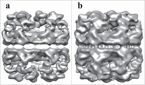 Figure 6. Comparison of Two Iso-Surface Thresholds of the APO-Hsp60 EM-Reconstruction. a) Side view of the Hsp60 reconstruction at a high iso-surface threshold. At high a threshold tubular densities can be observed but densities corresponding to intra- and inter-ring contacts appear broken. b) The Hsp60 reconstruction visualized at a lower iso-surface threshold. At a lower threshold, contacts between subunits are better resolved.