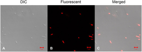 Figure 3 PI uptake detection of bacteria after Melectin treatment. E. coli was treated with 10 µM Melectin for 30 min. Florence probe PI was used to reflect the integrity of the bacterial membrane. (A) Morphology of bacteria observed via DIC; (B) morphology of bacteria observed via confocal laser scanning microscopy; (C) merged picture. Bars=5 µm.