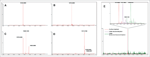 Figure 1. MS analyses of compounds involved in random (A, C) and site-specific approaches (B, D). Analyses (deconvoluted spectra) of starting VHHs 1 (expected Mr = 15,752.3949) (A) and 3 (expected Mr = 15,724.2820) (B), and their respective DOTA/Gd conjugates 2a (expected Mr = 16,293.0421 (DOTA/Gd)1, 16,833.6735 (DOTA/Gd)2) (C) and 5 (expected Mr = 18,113.0720) (D) showed the polydisperse mixture obtained with 2a as opposed to the well-defined conjugate 5. MS analyses of R3VQ-SH 3 showing the presence of a single reduced cysteine and of a stable disulfide bond (E). Analyses (deconvoluted spectra) were realized on 3 without treatment (expected Mr = 15,724.2820), after reduction/alkylation (expected Mr = 15,781.3339 with 1 alkylated cysteine), and after denaturation/reduction/alkylation experiments (expected Mr = 15,895.4378 with 3 alkylated cysteines). The magnified overlay (top) showed the shifts due to alkylation of the thiol functions depending on conditions.