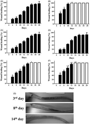 Figure 4. (A–F) The wound-healing effect of AEE and EAE from the fruit of D. indica applied topically on radiation-induced psoriasis-like wounds in rats and the control groups. Closed bars correspond to wounds during the repair process, and open bars correspond to completely healed wounds. The negative control was treated only with (A) the excipient (1 mL of ethanol:water 1:2), and the positive control was treated with (B) clobetasol propionate at 0.5 mg/mL. AEE and EAE were applied at (C/D) 5 mg/mL and (E/F) 50 mg/mL, respectively. The evolution of wound healing in the tails of rats treated with EAE at (G) 50 mg/mL; wounds healed on day 14 in this group. (*) denotes significant difference compared to the negative control, p < 0.001. (#) denotes significant difference compared to AEE treatment at 50 mg/mL, p < 0.05. Data are means of six mice from each group (biological replicates).