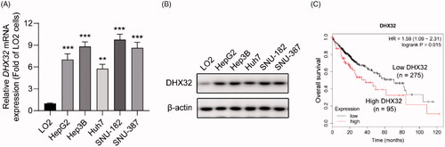 Figure 1. DHX32 expression is upregulated in HCC cells and patients with HCC. (A) The expression of DHX32 mRNA in HCC cells was determined by RT-PCR assay. (B) The expression of DHX32 protein in HCC cells was detected by Western blot assay. (C) Kaplan-Meier plot was used to analyze the overall survival of patients with HCC based on DHX32 expression. The medium DHX32 expression (501) was used as a cut-off. **p < .01 and ***p < .001 compared with LO2 cells.