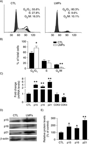 Fig. 2.  LMPs induce cell cycle arrest in G0/G1 phase and increase cyclin-dependent kinase (CDK) inhibitors. (A) Representative graphs depicting cell-cycle progression in LLC cells treated with or without LMPs (10 µg/mL for 24 hours). (B) The percentage of cells in each phase of the cell cycle was presented as means±SEM. The data were pooled from 4 independent experiments. (C) Gene expression in LMPs-treated Lewis lung carcinoma cells was quantified relative to the housekeeping gene and presented as fold induction compared with control (CTL). (D) LLC cells were treated with10 µg/mL LMPs for 24 hours, and CDK inhibitors p15INK4b, p16INK4a and p21Cip1 expression was detected by western blot. (E) p15INK4b, p16INK4a and p21Cip1 protein levels were normalized to β-actin, and the control condition was set to equal 100%. Values are means±SEM of 3 experiments. *P<0.05, **P<0.01 vs. CTL. P15INK4b, p16INK4a and p21Cip1 are CDK inhibitors. CDK2 and CDK4 are protein kinases of CDK family.