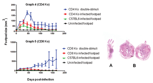 Graphs 4 and 5 CD4 KO and CD8 KO mice that were footpad infected with viable F. pedrosoi cells and co-stimulated i.p. with heat-killed fungal cells (co-stimulated). In the early periods post-infection, increased swelling was observed in the footpads of the two animal groups. Animals in the CD4 KO group had a decrease in inflammation after 60 days (Graph 5). CD8 KO mice did not heal and showed a strong progressive enlargement of the footpad (Graph 6). Data are shown with mean and SE values; an ANOVA test was used for Graphs 5 and 6; p < 0.05. In the right panel are pictures of histopathological sections from the footpad of a one-site infected CD8 KO mouse at 30 days (A) and enlarged footpads after 150 days from CD8 KO mice that were co-stimulated (B).