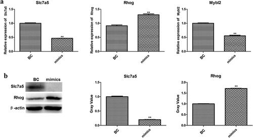 Figure 6. The mRNA (a) and protein levels (b) of verified genes.