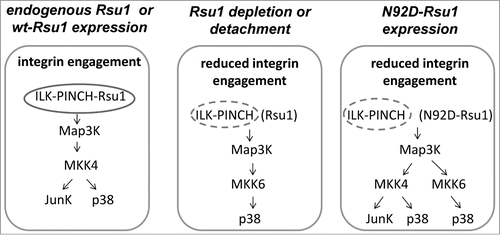 Figure 2. The absence of Rsu1-PINCH1 binding alters MKK4 and p38 Map kinase activation in MCF10A cells. (Left) Expression of either endogenous Rsu1 protein or wt-Rsu1 in the absence of endogenous protein allows activation of MKK4 and phosphorylation of p38 Map kinase in MCF10A cells. (Middle) In cells that are detached from substrate, or depleted of Rsu1, integrin engagement and focal adhesion formation are reduced or absent. This results in a block in the activation of MKK4, but MCF10A cell detachment leads to the activation of p38 by MKK6. (Right) The reconstitution of Rsu1-depleted cells with N92D-Rsu1 does not completely restore FA formation but it does promote MKK4 activation.