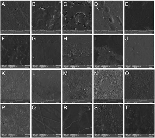 Figure 3. Representative SEM micrographs (10kx) of all tested groups. Ivotion-Base: A–E; Ivotion-Dent: F–J; Empress Direct: K–O; IvoBase-Hybrid: P–T. Different topographical patterns of the materials after toothbrushing for 72,000 cycles were observed as a function of dentifrice RDA. Baseline, RDA 0, RDA 50, RDA 100, RDA 120, from left to right, respectively.