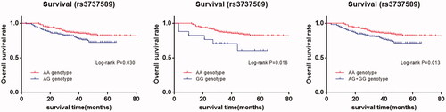 Figure 4. Kaplan-Meier survival curves of rs3737589 polymorphism for the overall survival in patients with gastric cancer. (AA vs. AG, AA vs. GG, AA vs. AG + GG.).