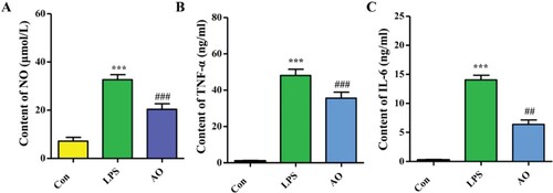 Figure 3. Effect of AO on NO, TNF-α and IL-6 production in RAW 264.7 cells. Data represent the mean ± SD (n = 3).***p < 0.001 vs Con, ## p < 0.01 vs LPS,### p < 0.001 vs LPS. Con: Control; AO: Artemisia annua L. essential oil.