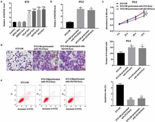 Figure 3. LncAY927529 level was detected in ST2 cells treated with exosomes derived from different PCa cell lines, and PC3 cell proliferation, invasion and apoptosis were measured treated with ST2-CM pretreated with PC3-Exo and DU145-Exo. (a) ST2 cells were treated with exosomes derived from normal prostatic epithelial cells (BPH1 and RWPE1) and PCa cell lines (VCap, LNCap, DU145 and PC3), and RT-qPCR assay was used to detect lncAY927529 level in ST2 cells. *P < 0.05 compared with control group; #P < 0.05 compared with BPH1-Exo group; &P < 0.05 compared with RWPE1-Exo group. (b) LncAY927529 level in PC3 cells was measured treated with ST2-CM pretreated with PC3-Exo and DU145-Exo, which was detected with RT-qPCR assay. *P < 0.05 compared with control conditioned medium of ST2 cells (ST2-CM) group. CCK-8 and Transwell assays were used to detect proliferation (c), invasion (d) and apoptosis (e) of PC3 cells treated with ST2-CM pretreated with PC3-Exo and DU145-Exo. *P < 0.05 or **P < 0.01 compared with ST2-CM group. N = 4, data were expressed as mean ± SEM; Student’s t test or one-way ANOVA was used for analyzing data