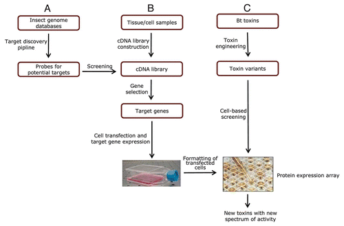 Figure 11 A genomics/proteomics platform for new insecticide discovery. There are three pathways to discovery, identification and validation of insecticide targets. (A) Bioinformatics pipeline to identify target proteins and to design specific primers or probes for cDNA screening. The process of target selection starts with data mining of a list of protein sequences from available genomic databases. The proteins are selected and categorized based on their potential to mediate insecticidal action. (B) Construction of cDNA libraries from tissue or cell samples, cloning and transfection of selected genes in insect cells and formatting of transfected cells for gene expression. (C) Construction of engineered toxins and target screening for evaluation and validation.