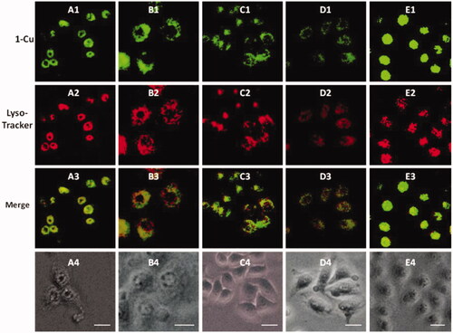 Figure 5. Fluorescence microscope images of HeLa cells incubated with complexes of 1a–1e (20 μM) with Cu2+ (100 μM) for 0.5 h (A1–E1) and Lyso-Tracker Red for 0.5 h (A2–E2). Bright field images of 1a–1e (A4–E4). The scale bar in the figure is 15 μm.