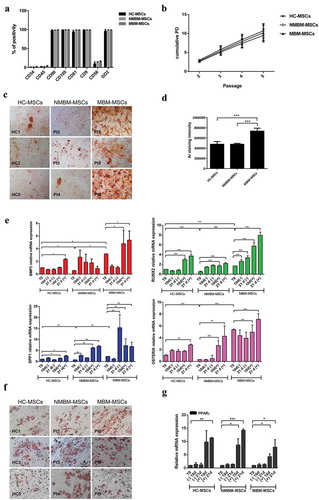 Figure 1. MBM-MSCs have an increased osteogenic potential.