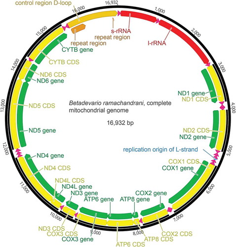 Figure 1. Annotated schematic representation of the mitochondrial genome of Betadevario ramachandrani. GenBank accession number MH817023.