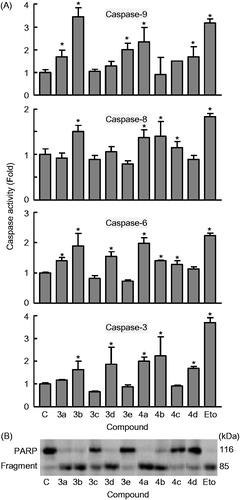 Figure 5. Effect of hybrid compounds 3a–e and 4a–d on caspases cascade. (A) Caspase activation in response to the indicated compounds 3a–e and 4a–d (0.3 μM). U-937 cells were treated with 0.3 μM of the indicated compounds and harvested at 6 h. Cell lysates were assayed for caspase-9, caspase-8, caspase-6, and caspase-3/7 activities using the LEHD-pNA, IETD-pNA, VEID-pNA and DEVD-pNA colourimetric substrates, respectively. The values represent fold induction of caspase activity relative to untreated control. * indicates p < .05 for comparison with untreated control. (B) Immunoblotting for the cleavage of poly(ADP-ribose) polymerase (PARP) after treatment with 0.3 μM of the indicated compounds 3a–e and 4a–d for 6 h.