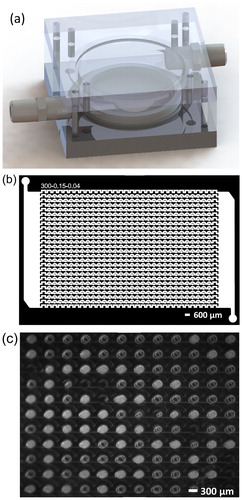 Figure 2. (a) The design of the cold plate assembly with the microfluidic chip enclosed in an acrylic chamber. (b) Top view of the darkfield mask used to fabricate the microfluidic device master mold, showing the array of 720 individual microwells. The device has 24 parallel channels along each row and 30 equally spaced microwells per row. (c) Top view of the droplet-filled device placed on a gold-coated silicon wafer during a cooling assay. The gold-coated silicon wafer acts as a mirror and a double image can be seen for the liquid droplets (clear/dark) and frozen droplets (white).