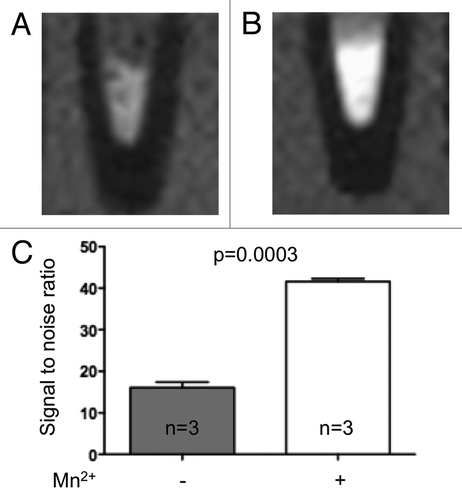 Figure 1. Manganese is uptaken by human islets. T1-weighted magnetic resonance images of pellets of human islets from non-diabetic multi-organ donors before (A) and after a 30 min exposure to MnCl2 (B). C) Manganese significantly enhanced the MRI signal to noise ratio (16.0 ± 1.3 vs. 41.6 ± 0.7, p = 0.0003). Data are mean + SEM signal-to-noise ratio.