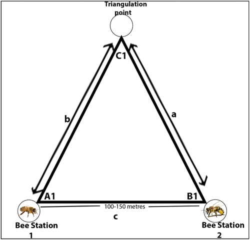 Figure 2. Bee sampling stations and triangulation point set up.