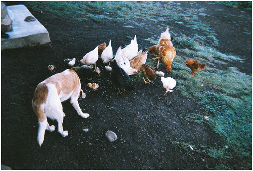 Figure 1. Chicken and a dog.