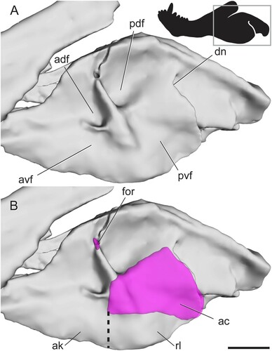 FIGURE 8. CT scan of the angular region in the gorgonopsian Cynariops robustus (MB.R.999). A, model showing surface features; B, model from A with angular cleft overlay. Box on silhouette illustrates location of images. Thick dotted line indicates anterior edge of the ventrally hanging reflected lamina. Abbreviations: ac, angular cleft; adf, anterodorsal fossa; ak, angular keel; avf, anteroventral fossa; dn, dorsal notch; for, foramen; pdf, posterodorsal fossa; pvf, posteroventral fossa; rl, reflected lamina. Scale bar equals 1 cm.