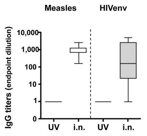 Figure 4. Induction of humoral immune responses upon intranasal application. To test the ability of rMVb vectors to induce a humoral immune response against HIV-env and MV-specific antigens, respectively, rMVb2-HIV-env was applied at 1 × 105 pfu i.n; a UV-inactivated preparation was used as control. Anti-measles and anti-HIV-env antibody titers, respectively, are represented as in Figure 2C.