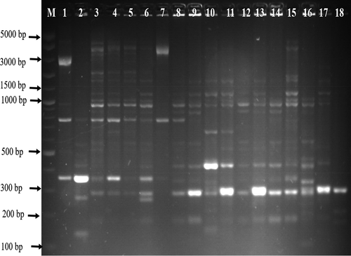 Figure 4. Gel ERIC-PCR amplification results of C. coli isolates. M, DNA ladder, 1–18: some amplified C. coli isolates.