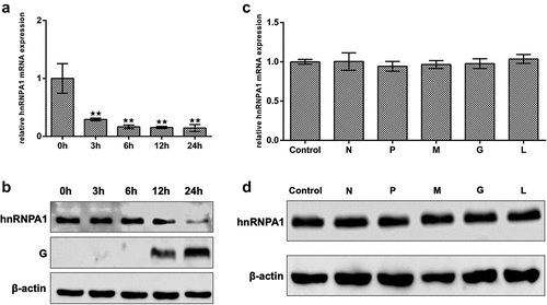 Figure 3. Expression of hnRNPA1 during SHVV infection. (A) CCO cells were infected with SHVV, and the cells were harvested at 0, 3, 6, 12, and 24 h. The mRNA levels of hnRNPA1 were measured using qRT-PCR, and β-actin was used as the internal control. (B) the protein levels of hnRNPA1 and SHVV G were measured using Western blotting, and β-actin was used as the internal control. (C-D) the plasmids expressing N, P, M, G, or L were transfected into CCO cells, the empty vector pCDNA3.1 was used as control. The mRNA and protein levels of hnRNPA1 were measured using qRT-PCR, and β-actin was used as the internal control. All the data are performed in triplicate (mean ± sd). The * and ** indicate statistically significant differences (*p < 0.05; **p < 0.01).