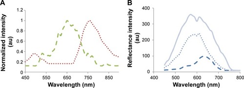 Figure 6 Hyperspectral microscopy measurements.Notes: (A) Transmission measurements of bare GNR2 (dashed green line) and GNR3 (dotted red line) on slide. (B) GNR uptake by macrophages captured by the hyperspectral microscopy. Reflectance intensity from macrophages before (solid line) and 24 h post their incubation with 0.2 mg/mL of GNR2 (dashed line) and GNR3 (dotted line). The spectra of the macrophages that were not incubated with the GNR and of the macrophages that were incubated with GNR3 are very similar, presenting an intensity peak at approximately 580 nm, indicating a low GNR3 uptake. In contrast, macrophages that were incubated with GNR2 present a spectrum very much similar to the absorption peak of the GNR2, as was measured by the spectrophotometer.Abbreviations: GNR, gold nanorods; h, hours.