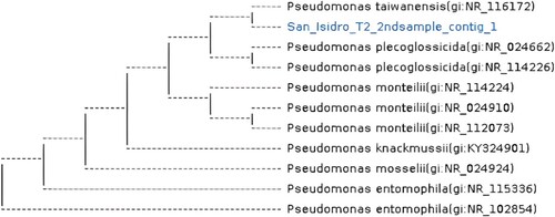 Figure 4. Dendrogram of genetic diversity of mung bean isolates from San Isidro based on 16S rRNA gene with accession numbers.
