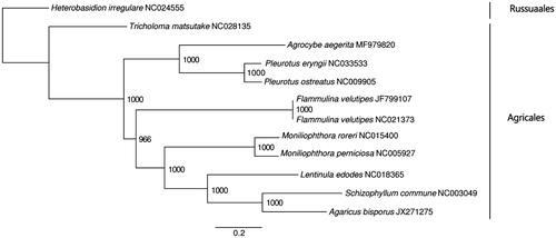 Figure 1. ML phylogenetic tree of the 10 available mitochondrial sequences of Agaricales in GenBank, plus the mitochondrial sequence of Agrocybe aegerita. The tree is rooted with Heterobasidion irregulare. Bootstraps values (1000 replicates) are shown at the nodes. Scale in substitution per site.