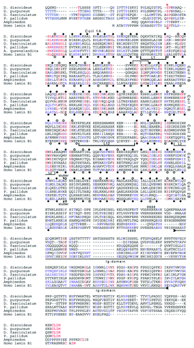 Figure 3. Protein sequence alignment of two bona fide lamins with NE81 orthologs from four Dictyostelidae. Coding sequences from the social amoebae D. discoideum (starting with aa position 99), D. purpureum (starting with aa position 84), D. fasciculatum (starting with aa position 110) and Polysphondylium pallidum (starting with aa position 119) and Amphimedon queenslandica were derived from the respective genome projects (dictybase.org, sacgb.fli-leibniz.de, www.metazome.net/amphimedon). In case of P. pallidum the predicted second intron had to be neglected since otherwise the deduced amino acid sequence were devoid of a CaaX-box. Sequences were aligned using MultAlin software.Citation35 High consensus of amino acid similarity is colored in red, low consensus in blue. Heptad repeats of the human B1 are marked at the 1st and 4th position (a and d positions) below the sequence. Filled circles indicate hydrophobic and uncharged amino acid residues favorable for coiled-coil formation (L, I, V, A, M, N, Q, Y, F and W), open circles indicate less favorable amino acid residues (E, D, K, R, H, S, T, C and G). Deduced from the lamin heptad pattern, tentative heptad positions were assigned to the NE81 sequences (above the sequence). A small linker, marked by a bracket with a (?), had to be introduced into the NE81 sequence to match the heptad pattern of the lamins. Linker regions separating the coils of lamins are marked by brackets. The discontinuity in the heptad pattern in the second half of coil 2B (stutter) is indicated by an arrow above and below the D. discoideum and human lamin B1 sequences, respectively. The region of the Ig-domain within the tail of the lamin sequences is indicated by a double-headed arrow. Three characteristic sequence motifs for lamins are indicated: a CDK1 phosphorylation consensus sequence upstream of the rod domain (*), a putative nuclear localization sequence (####), and the C-terminal CaaX-box (in bold letters). In case of D. fasciculatum the CDK1 target sequence does not match with the consensus (S/T-P-X-R/K).