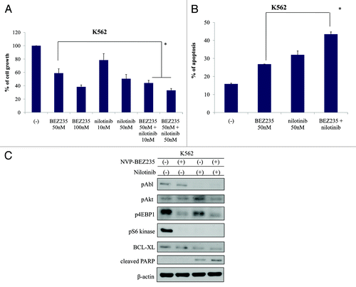 Figure 3. Effect of NVP-BEZ235 and nilotinib treatment on K562 cells. (A and B) Cells were cultured in the presence or absence of NVP-BEZ235 or nilotinib for 48 h. Viable cells and apoptotic cells were evaluated as described in Materials and Methods. *P < 0.05 for nilotinib and NVP-BEZ235 treatment vs. treatment with 50 nM nilotinib alone in the same cell line. (C) K562 cells were treated with NVP-BEZ235 and/or nilotinib for 24 h; total cellular lysates were immunoblotted with anti-phospho Abl, Akt, 4E-BP1, S6 kinase, BCL-XL, PARP, and actin Abs.