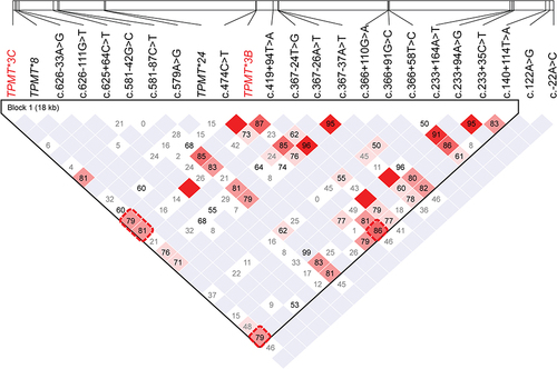 Figure 2 Block diagram representing the haplotypes of the 18 kb TPMT region investigated in this study. The analyzed SNVs and their positions within TPMT are denoted at the top of the figure (white bar). Pairwise LD between SNVs was examined using the standard D’ coefficient (numbers in rhombi). The LD color scheme corresponds to the standard index (D’/LOD).