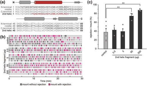 Figure 3. The 2nd helix ESP22 peptide enhances sexual rejection in virgin female mice. (a) Schematic illustration of predicted secondary structures of ESP22. Cylinders show the helix structure predicted by the PSIPRED Protein Analysis Workbench [Citation8]. The position of the 2nd helix and the sequence (12–35 a.a.) are highlighted in red. (b) Raster plot representing mounting episodes made by the male mouse, with the magenta bars representing attempts associated with rejection responses by the female mice. Mounting attempts without rejection are shown by the grey bars. Control buffer-exposed female mice, n = 6; the 2nd helix peptide-exposed female mice 0.5 µg, n = 3; 5 µg, n = 4; 50 µg, n = 3; 500 µg, n = 3. (c) Quantification of the sexual behaviors of control buffer- and 2nd helix peptide-exposed female mice. Each dot represents data of an individual female mouse. Control, n = 6; 0.5 µg, n = 3; 5 µg, n = 4; 50 µg, n = 3; 500 µg, n = 3. Error bars, S.E.M. **p < 0.01 by non-repeated measures ANOVA with Dunnet correction.