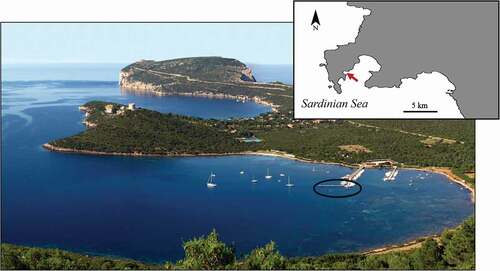 Figure 1. Study area in the Sardinian Sea (North-West Sardinia Island, Western Mediterranean Sea). Samples of a clonal strain of Sarcotragus spinosulus were taken in an experimental farming plant under a pier in a marina (circled in black) in Tramariglio Cove (red arrow) (inset indicates Porto Conte Bay, MPA Capo Caccia - Isola Piana)