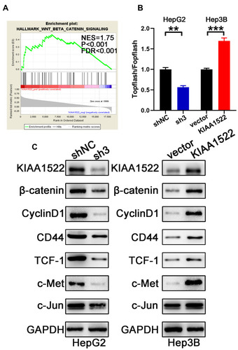 Figure 5 KIAA1522 activates the Wnt/β-catenin signaling pathway. (A) GSEA is performed using TCGA data to analyze the signaling pathways that are affected by KIAA1522. (B) TOP-flash/FOP-flash luciferase activity was measured in HepG2 and Hep3B cells. (C) The expression levels of several key proteins involved in the Wnt/β-catenin signaling pathway are detected using Western blotting. **P <0.01, ***P <0.001.