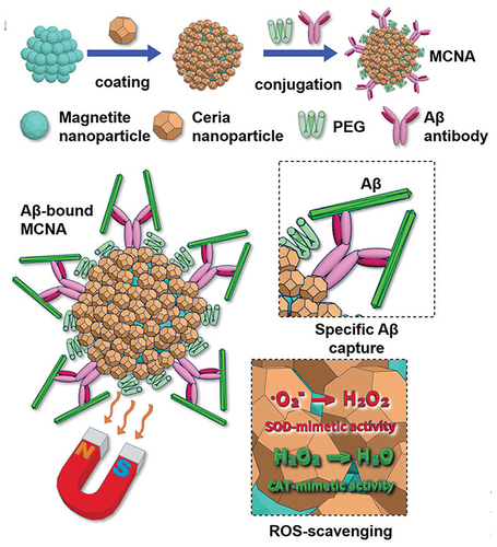 Figure 7 Schematic illustration of MCNA synthesis and mechanism. Reprinted with permission from Kim D, Kwon HJ, Hyeon T. Magnetite/ceria nanoparticle assemblies for extracorporeal cleansing of amyloid-beta in Alzheimer’s disease. Adv Mater. 2019;31(19):e1807965. Copyright (2019) John Wiley and Sons.Citation65
