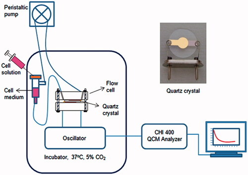 Figure 2. Experimental set-up of the real-time QCM detection system and the quartz crystal.