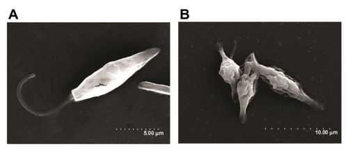 Figure 4 Scanning electron microscopy images of MNPs+ (magnetic nanoparticles)/TVMF+ (time-varying magnetic field) sample before (A) and after (B) application of magnetic fields.Note: In the latter case, the changes in cell morphology can be clearly observed, reflecting the severe cell damage after TVMF.