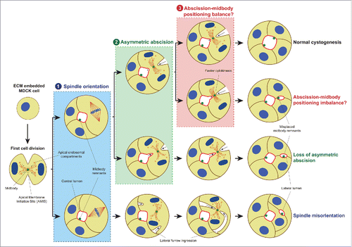 Figure 1. Mechanisms for ectopic lumen formation through post-mitotic midbody mispositioning. Pathway on the TOP: At early cystogenesis stage, apical components-containing vesicles are recruited around the midbody during the first cell division to form the AMIS, which will turn into a lumen after abscission. In subsequent cell divisions, to ensure the single lumen maintenance, the midbody is delivered to the apical membrane by a planar orientation of the mitotic spindle to the apical-basal axis (1) followed by asymmetric furrow ingression (2), during which the midbody is positioned at the apical membrane (3). Loss of mitotic spindle orientation (1, lower pathway) or loss of asymmetric furrow ingression (2, lower pathway) may affect the apical positioning of the midbody leading to ectopic lumen development. Furthermore, we suggested a novel mechanism in which abscission takes place before the midbody reaches its luminal position through faster cytokinesis (3, lower pathway), and which might also lead to lateral retention of the midbody leading to the same multiple lumen phenotype. Moreover, midbody remnants from previous cell divisions are kept delineating the apical surface. Apical membrane, light red; γ-tubulin, dark red; nuclei and chromosomes, blue; midbody and midbody remnants, green; basolateral membrane, brown; apical endosomal compartment, orange.