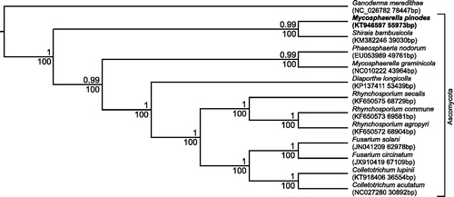 Figure 1. The phylogenetic tree of the Mycosphaerella pinodes mitogenome and related organisms, members of Phylum: Ascomycota and Ganoderma meredithae (the member of Phylum: Basidiomycota) as the root branch. The full mitochondrial DNA of Mycosphaerella pinodes (KT946597 55 973 bp), Mycosphaerella graminicola (NC010222 43 964 bp), Phaeosphaeria nodorum (EU053989 49 761 bp), Shiraia bambusicola (KM382246 39 030 bp), Diaporthe longicolla (KP137411 53 439 bp), Fusarium circinatum (JX910419 67 109 bp), Fusarium solani (JN041209 62 978 bp), Colletotrichum lupini (KT918406 36 554 bp), Colletotrichum acutatum (NC027280 30 892 bp), Rhynchosporium secalis (KF650575 68 729 bp), Rhynchosporium agropyri (KF650572 68 904 bp), Rhynchosporium commune (KF650573 69 581 bp), Ganoderma meredithae (NC_026782 78 447 bp) were aligned using MAFT algorithm on: Multiple Sequence Alignment Software Version 7. The phylogenetic analysis were done using the maximum-likelihood method based on the GTR + G substitution model in RAxML version 8.0.26 tool (Stamatakis Citation2014) and Bayes method in BEAST version 1.8.1 tool (Drummond et al. Citation2012). The percentage of trees in which the associated taxa clustered together (for 1000 bootstrap replications) is shown below the node and the posterior probability value is shown above the node.