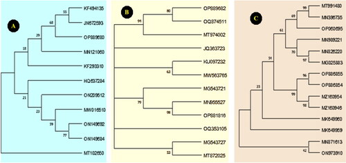 Figure 3. Phylogenetic trees constructed on the base of DNA nucleotide sequences of the ITS region of (A) F. verticillioides, (B), F. proliferatum, and (C) A. tenuissima compared with other fungal isolates randomly selected from GenBank.