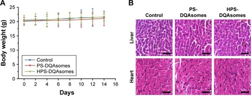 Figure 10 In vivo toxicity evaluation of different formulation groups.Notes: (A) Body weight change during this period. (B) H&E staining assay of liver and heart of different formulation groups. Scale bar represents 50 μm.Abbreviations: DQA, dequalinium; HPS, HER-2 peptide-PEG2000-Schiff base.