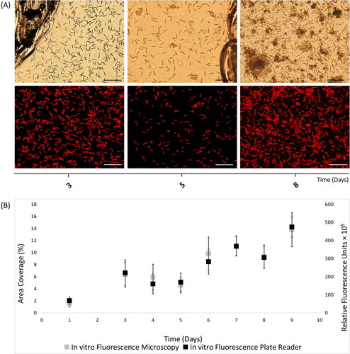 Figure 2. In vitro autofluorescence measurements of 9-day Nitzschia thermaloides biofilms, as recorded with (A) light (top) and fluorescence (bottom) microscopy images (scale bars = 20 μm), and (B) merged fluorescence microscopy and plate reader fluorescence records, where error bars represent standard error.