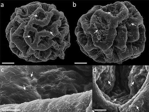 Figure 8. Paramacrobiotus bifrons sp. nov., csotiensis-type egg with SEM. (a–b) in toto; (c–d) basal portion of processes walls with small pores. White indented arrows: areolae; white arrows: small pores on the basal portion of processes walls. Scale bars: a–b = 10 µm; c–d = 2 µm.