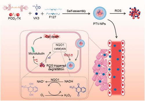 Scheme 1. Schematic illustration of PTV-NPs preparation and intracellular self-amplification drug release.
