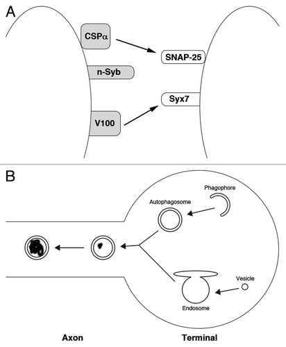 Figure 1. A model for endosomal regulation of neuronal longevity. (A) Neuron-specific factors regulate endosome-vesicle fusion. The SNARE proteins n-Syb, SNAP-25, and Syx7 directly control membrane fusion between neuronal endosomes and vesicles. CSPα is a chaperone that maintains the stability of SNAP-25. V100 binds to Syx7 and is required for fusion through a currently unclear mechanism. Neuron-specific proteins are gray. (B) Endosomes are required for the maturation of neuronal autophagosomes. Phagophores form and engulf cytoplasm, becoming autophagosomes, in nerve terminals. In order to mature, autophagosomes first fuse with endosomes, acquiring proteases and acidification machinery. Then, autophagosomes enter the axon and begin retrograde transport to the soma. As they move, autophagosomes begin to degrade their contents (degraded material is shown black material inside the autophagosome).