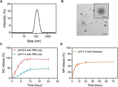 Figure 1 Physical characterization and in vitro release kinetics of MC-PαLA-MP NPs. (A) Dynamic light scattering (DLS) measurement of MC-PαLA-MP NP size distribution. (B) Transmission electron microscopy (TEM) image of MC-PαLA-MP NPs revealing a spherical shape of approximately 60 nm mean diameter. Scale bars are 200 and 50 nm, respectively(C) Minocycline (MC) release from MC-PαLA-MP NPs in the aqueous medium. (D) Methylprednisolone (MP) release from MC-PαLA-MP NPs in the aqueous medium.