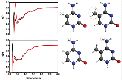 Figure 4. Top: Radial distribution functions for the added cytosine methyl group (red) in the 3-DNA sequence and the corresponding hydrogen in the unmodified base (black). Integration of the first peak for the 3-DNA structure results in 10 water molecules, whereas the first peak for unmethylated corresponds to 7 water molecules. The difference is caused by the water molecule's CH…O dipole-dipole interactions with the methyl group. Bottom: Radial distribution functions for one of the amino hydrogens (atom H41) in the methylated (red) and unmodified (black) cytosine in the 3-DNA sequence. Compared to the methylated sequence, the WT amino hydrogen has a much higher probability of interacting with a water molecule.